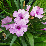 2 Pink Mexican Petunia Live Plants, Hardy Mexican Petunia Bush Cold Hardy, Starter Size 5-10 Inches in Tall, No Pot
