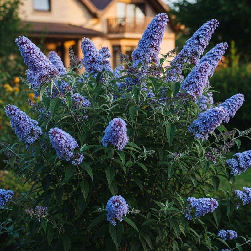AVERAR 6 Months Old Light Blue Butterfly Bush Live Plant, Butterfly Bushes Ready to Plant Outdoor, Buddleia Plant Bush Shrub 5-7 Inches Tall, No Pot
