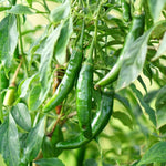 Serrano Pepper Plants Live for Planting, in 4" Pot, Hot Chili Pepper for Indoor and Outdoor Growing