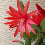 Easter Cactus Plants Live, Spring Bloom, Cold Hardy, 5-9" in Tall, No Pot, Starter Holiday Cactus Plant for Indoor Outdoor Houseplants (Red)
