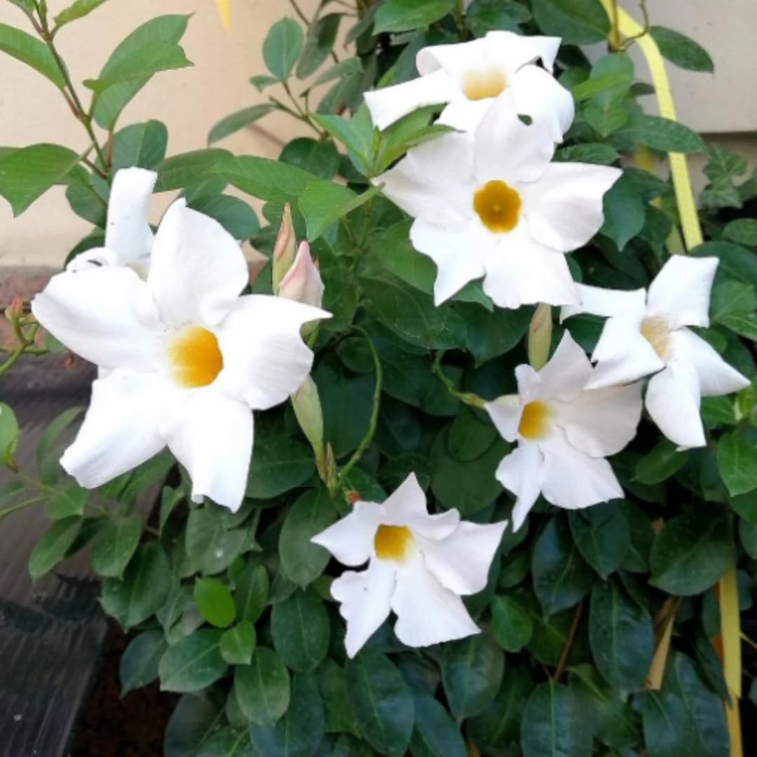 Mandevilla Plant Live, 4 to 7 Inc Tall Seedling, White Mandevilla Vine Plants, Perennial Flower Mandevilla Starter Plant Indoor Outdoor Garden