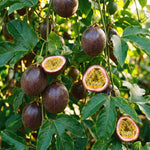 High Yield Passionfruit Plant Live 4-7 Inches Tall, Tropical Passion Fruit Vine for Garden, Patio Containers and Indoor Growing