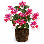 Red Purple Bleeding Heart Live Plant, 6-8 Inch Clerodendrum Live Plant, Clerodendrum Bleeding Heart Vine - Perennial Flower, Well Rooted Starter Plant