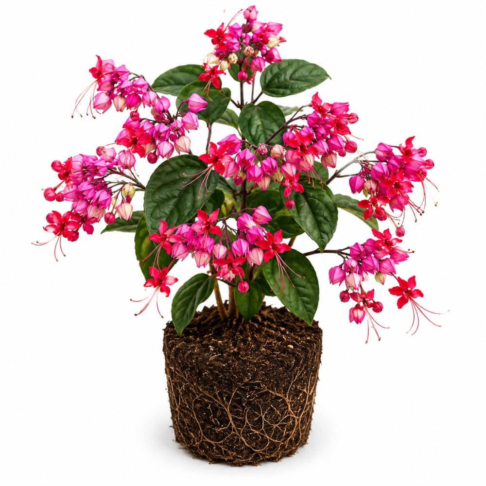 Red Purple Bleeding Heart Live Plant, 6-8 Inch Clerodendrum Live Plant, Clerodendrum Bleeding Heart Vine - Perennial Flower, Well Rooted Starter Plant