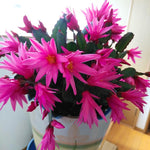 Easter Cactus Plants Live, Spring Bloom, Cold Hardy, 5-9" in Tall, No Pot, Starter Holiday Cactus Plant for Indoor Outdoor Houseplants (Pink)