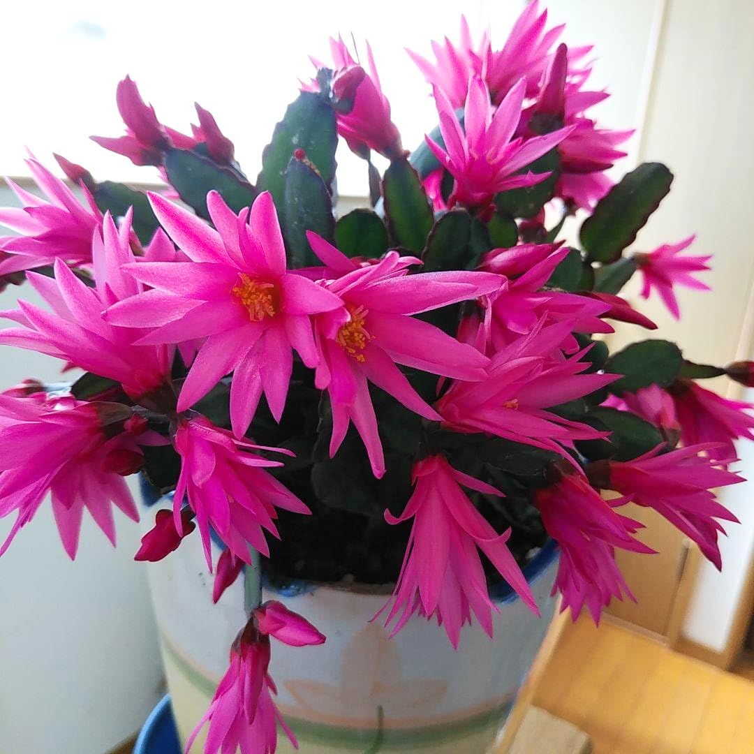 Easter Cactus Plants Live, Spring Bloom, Cold Hardy, 5-9" in Tall, No Pot, Starter Holiday Cactus Plant for Indoor Outdoor Houseplants (Pink)