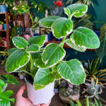 04 Cuban Oregano Plants Live, Live Variegated Cuban Oregano Plant Indoor, 3 to 6 Inc Tall, Mexican Mint Plant, Spanish Thyme Herb Plant Indoor