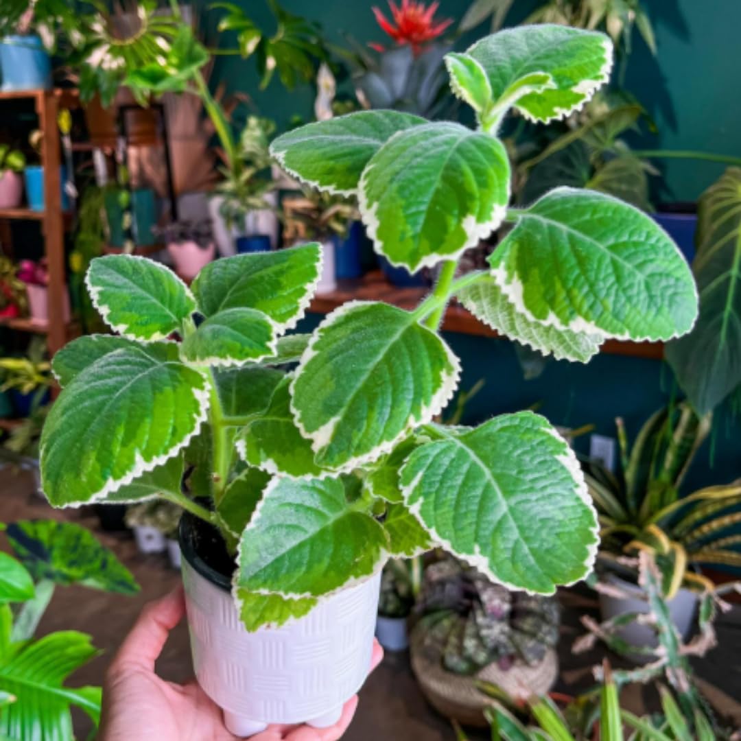04 Cuban Oregano Plants Live, Live Variegated Cuban Oregano Plant Indoor, 3 to 6 Inc Tall, Mexican Mint Plant, Spanish Thyme Herb Plant Indoor