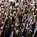 Pussy Willow Plant, Pussy Willow Tree Live Plant for Garden, 5 to 7 Inches Long