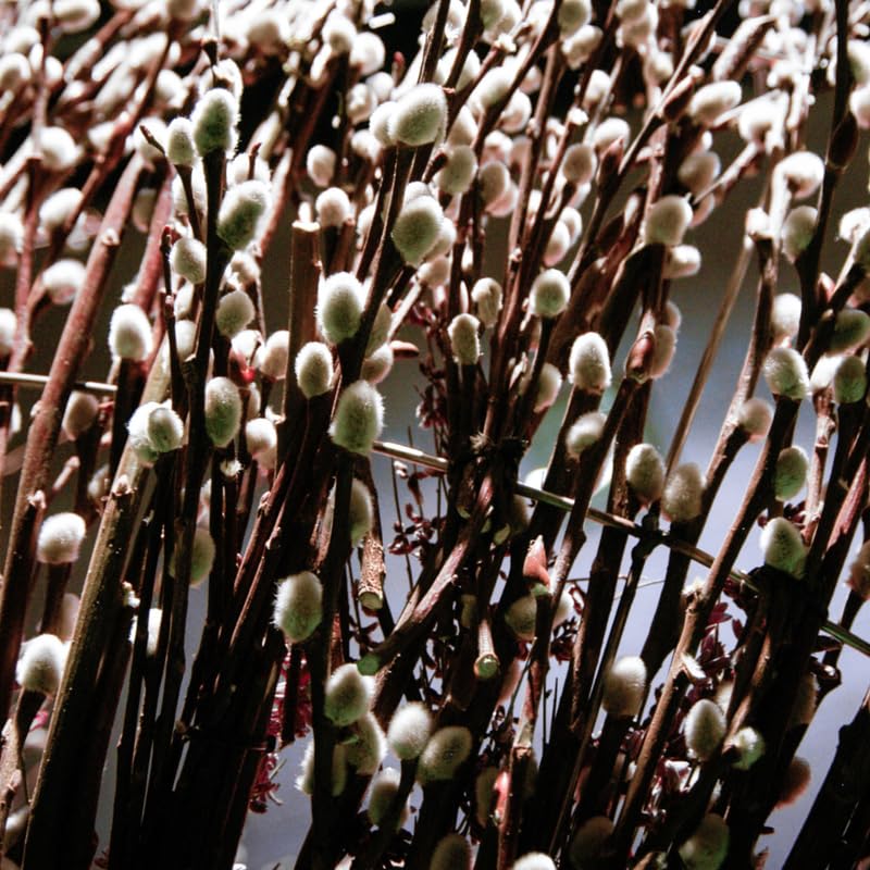 Pussy Willow Plant, Pussy Willow Tree Live Plant for Garden, 5 to 7 Inches Long