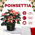 2 Poinsettia Plants Live, Variegated Poinsettia Flowers Christmas Decorations, Holiday Houseplant, Poinsettias Trees Plants, No Pot, 5-9" Tall