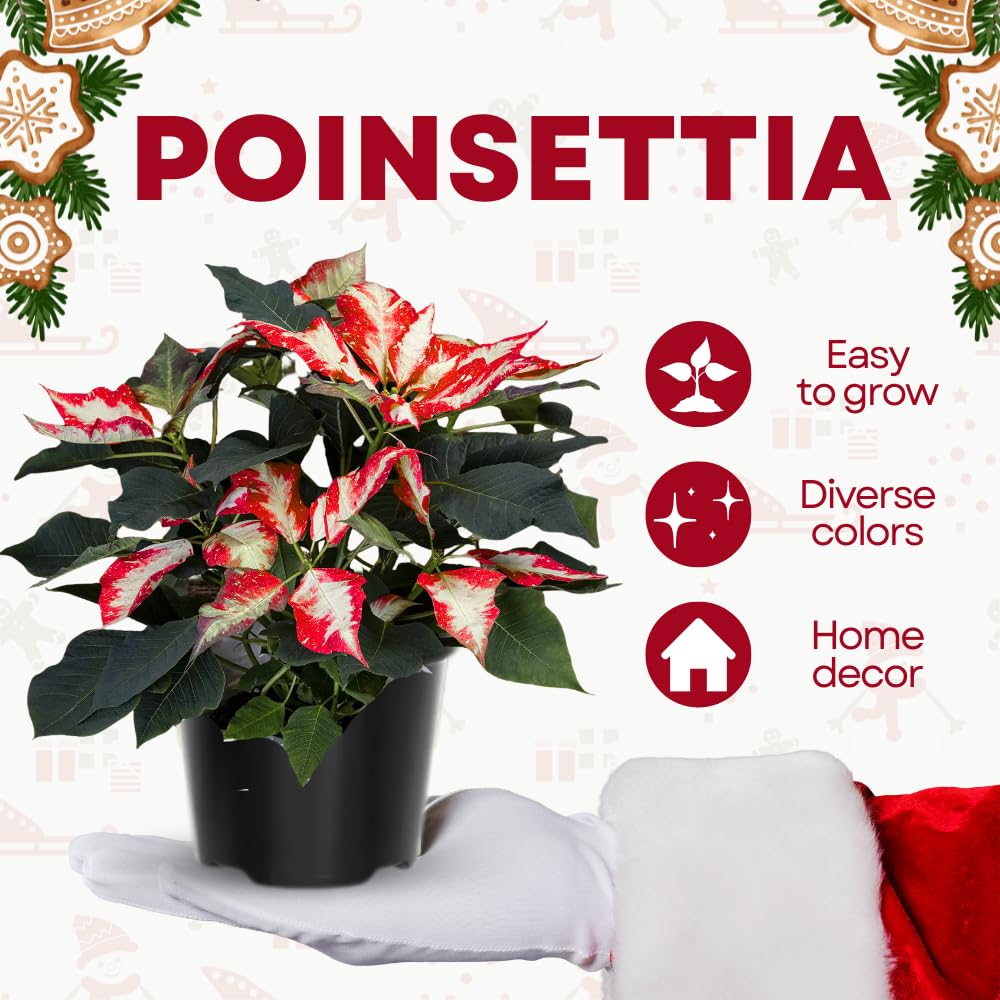 2 Poinsettia Plants Live, Variegated Poinsettia Flowers Christmas Decorations, Holiday Houseplant, Poinsettias Trees Plants, No Pot, 5-9" Tall