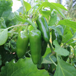 2 Jalapeno Pepper Live Plants Per Pot, 80 Days Old Pepper Plant Well Rooted Seedlings, Hot Peppers Plants for Year Round Harvesting, No CA