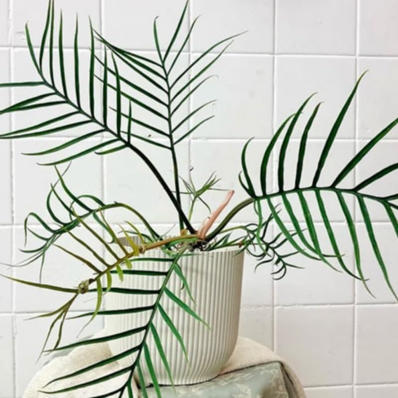 Tortum Philodendron Plant Live, Rare Tropical Variegated Live Indoor Houseplant, Starter Plants No Pot, 5-9" in Tall