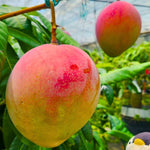 Glenn Mango Tree Live Plant Grafted, 14 to 18 Inches Tall in Pot, Ready to Bear Fruit in 1 Year, Sweet Mango Tree for Planting