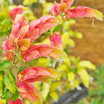 Set 3 Shrimp Plants for Planting, 4-9 Inches, Live Shrimp Shrub Plant Ready to Grow Outdoor, Red Blooms