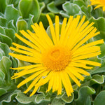 Yellow Ice Plant Live, Perennial Ice Plant Ground Cover for Planting 4 Inch Pot