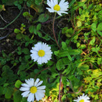 Set 2 of Daisy Plants Live, Yellow White Daisy Live Plant from 4 Inc Tall, Flower Garden Planting