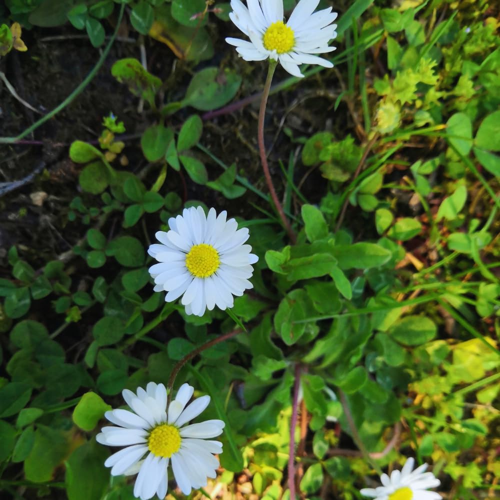 Set 2 of Daisy Plants Live, Yellow White Daisy Live Plant from 4 Inc Tall, Flower Garden Planting