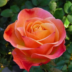 Rose Plant Live, Rose Bush Live Plant, Fragrant Flowers Ready to Plant, 5-9 Inch Height, Well-Rooted, No Pot (Coral Rose)