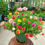 Double Portulaca Moss Rose Plants Live, 2 Mix Portulaca Plants Pots Flower Ground Cover Plant Hanging Basket