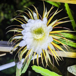 Night Blooming Epiphyllum Plant Live, Orchid Cactus Epiphyllum Oxypetalum Succulent Live Plant, 4-6” Tall in 4” Pot for Home or Patio