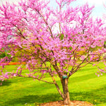 10 Eastern Redbud Trees Live Plants Bare Roots, Dormant, 12 to 24 Inc Tall Pink Flowering Ornamental Tree, Redbud Tree Eastern, Redbud Trees for Planting