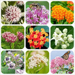 4 Milkweed Plants Live, Random Butterfly Milkweed Asclepias Tuberosa Perennial Wildflowers Swamp Common Bush, 5-9" in Tall, No Pot
