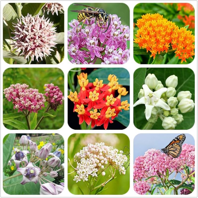 4 Milkweed Plants Live, Random Butterfly Milkweed Asclepias Tuberosa Perennial Wildflowers Swamp Common Bush, 5-9" in Tall, No Pot