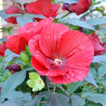 2 Red Hibiscus Trees Live Plant, Hardy Hibiscus Plants Live, 5 to 7 Inches, Hibiscus Shrub Tree for Garden