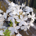 4 White Plumbago Live Plant, White Flowering Shrub, 4-7 Inches, Outdoor Garden Growing