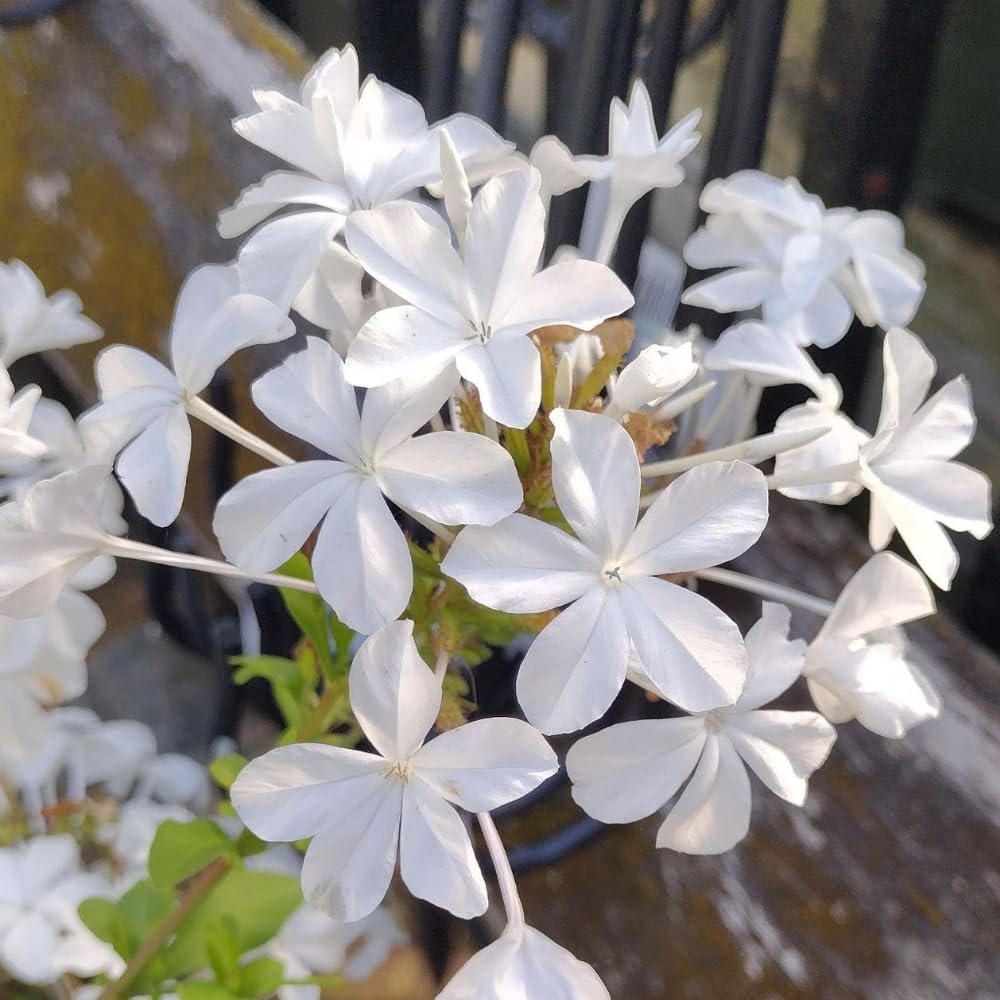 4 White Plumbago Live Plant, White Flowering Shrub, 4-7 Inches, Outdoor Garden Growing