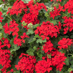Red Geranium Live Plant 4'' Pot, Flowering Geranium Well Rooted 3-6'' Tall, Outdoor Patio, Balcony or Container Garden Plants, 2 Plants per Pot