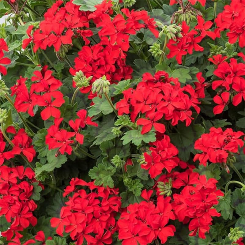 Red Geranium Live Plant 4'' Pot, Flowering Geranium Well Rooted 3-6'' Tall, Outdoor Patio, Balcony or Container Garden Plants, 2 Plants per Pot