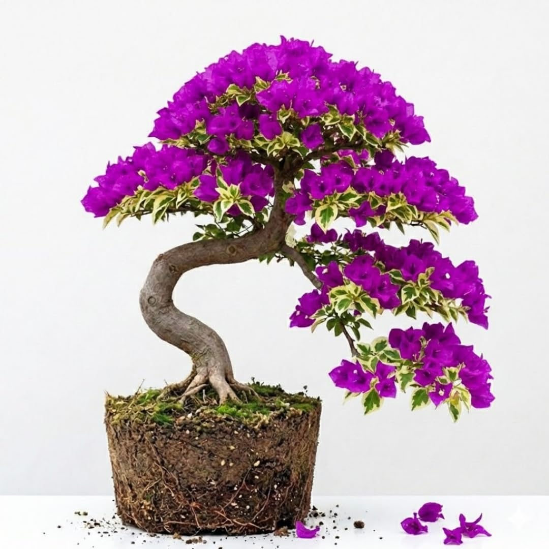 Sets 3 Climbing Bougainvillea Plants Live for Full Sun Trellis Tree, Shrub or Vine Bougainvillea Vibrant Bloom, Very Hardy, 5-9" Tall, Blueberry Ice