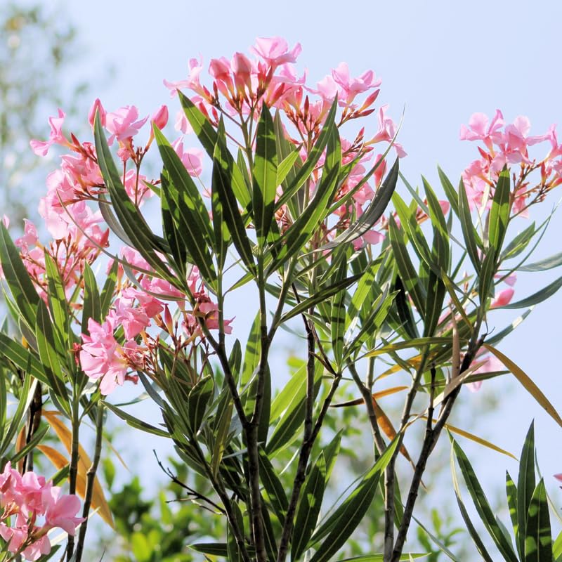 Pink Oleander Live Plant, Oleander Flower Plants Shrub, Outdoor Growing 4-8 Inches