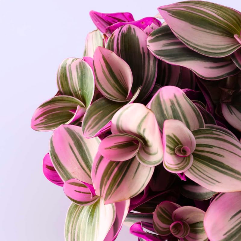 Pink Wandering Jew Plant 3.25 Inc Pot, Variegated Tradescantia Indoor Houseplant, Easy Care