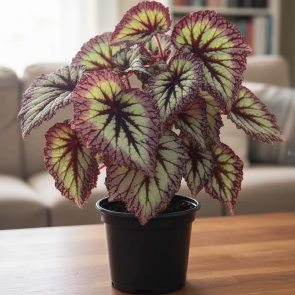 Begonia Live Plant, Begonias Live Plant, Rare Begonias Plants, 5-7 Inches in Height for Indoor Houseplant (Silver Purple Leaves Begonia)