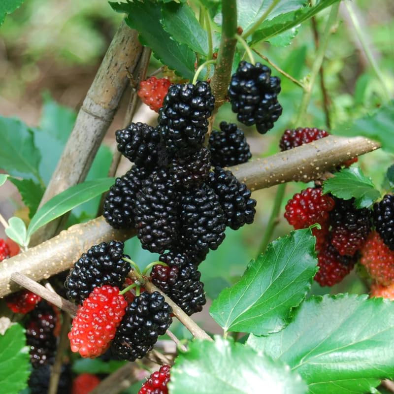 Mulberry Plant Live for Planting, 5 to 8 Inch Tall, Sweet Mulberry Tree Live Plant, Edible Mulberries Fruit Seedling for Gardneing, No Pot (Dwarf Everbearing Mulberry)