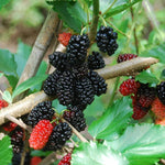 Mulberry Tree Live Plant, 5 to 8 Inch Tall, Sweet Mulberry Plant Live Seedling, No Pot, Edible Mulberries Fruit Tree Plant (Dwarf Everbearing Mulberry)