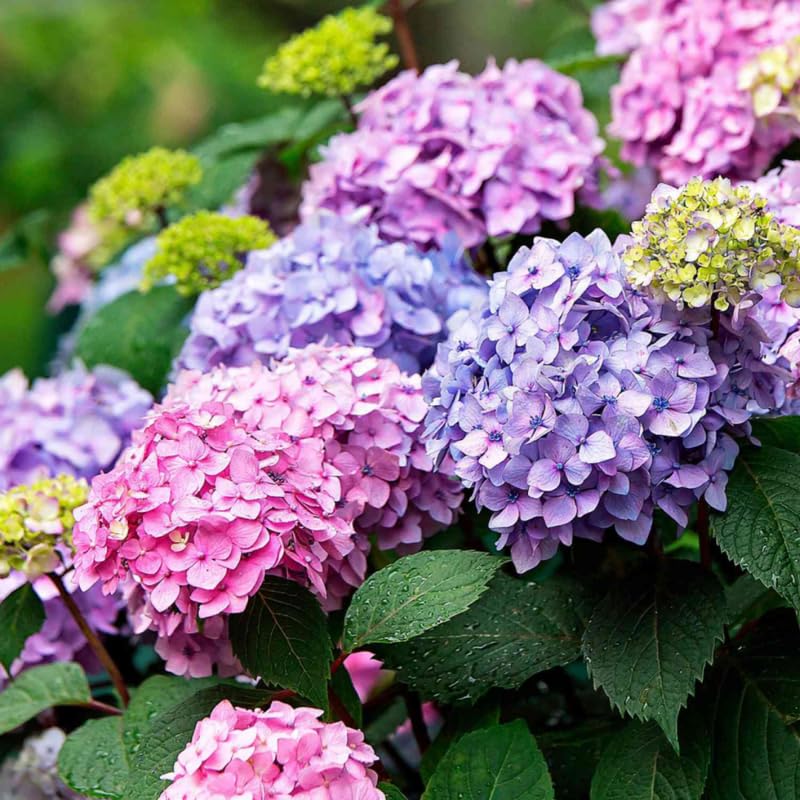 Reblooming Hydrangea Flowers, Hardy Hydrangea Plant Live Bush Shrub, 5-8" Tall Well-Rooted for Garden, Change Colors (Blue Pink)