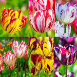 10 Tulip Bulbs for Spring Planting, Mix Rembrandt Large Tulip Bulbs for Fall Planting, Flower Bulbs