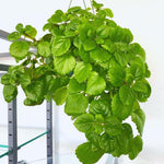 Pack 02 Green Plectranthus Swedish Ivy Plants Live, Live Swedish Ivy Plants, House Plant Live, 3 to 5 Inc Long, Swedish Ivy Live Plant for Garden