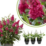 Raspberry Butterfly Bush Buddleia Butterfly Plant Live, 4-9" Tall Well-Rooted for Outdoor Gardens, Perennial Shrub, No Pot