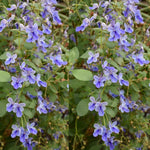 2 Clerodendrum Live Plants, Clerodendrum Wallichi Blue Butterfly Blooms, 5-9 Inc Tall
