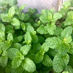 Mint Herb Plant Live, Well Rooted Mint Plants for Growing Indoor Outdoor 4-7 Inches - Spearmint