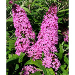 AVERAR 6 Months Old Pink Butterfly Bush Live Plant, Butterfly Bushes Ready to Plant Outdoor, Buddleia Plant Bush Shrub 5-7 Inches Tall, No Pot