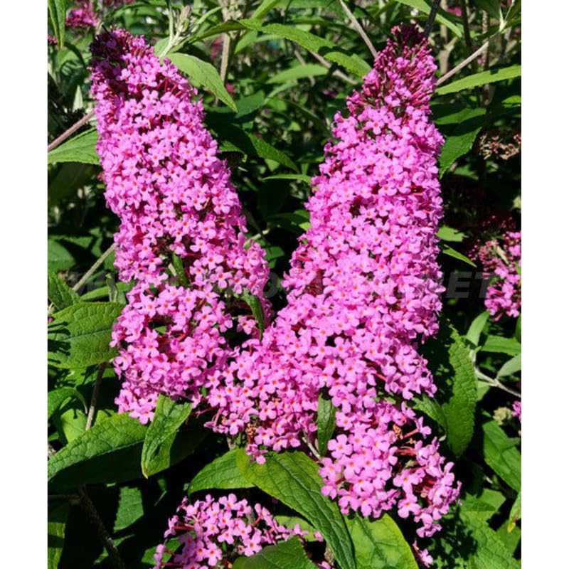 AVERAR 6 Months Old Pink Butterfly Bush Live Plant, Butterfly Bushes Ready to Plant Outdoor, Buddleia Plant Bush Shrub 5-7 Inches Tall, No Pot