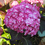 Hydrangea Plant Live Tree, Blooming Garden Bush Hardy Hydrangea Shrub, Double Petals Flowering Plant Indoor Outdoor Well-Rooted 5-9 Inc Tall, Stater Plant