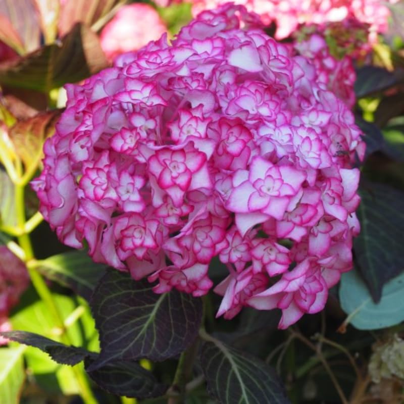 Hydrangea Plant Live Tree, Blooming Garden Bush Hardy Hydrangea Shrub, Double Petals Flowering Plant Indoor Outdoor Well-Rooted 5-9 Inc Tall, Stater Plant